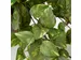 Kunstplant Mica Scindapsus hangend groen 45x25cm