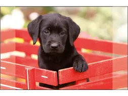 Bureauonderlegger Kangaro PP 38x58cm dessin Labrador Zwart