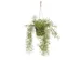 Kunstplant Mica Rhipsalis hangend in pot groen 40x20cm