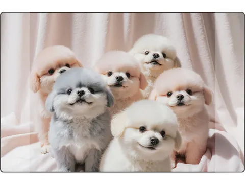 Sous-main Kangaro 35x58cm PP Happy Paws