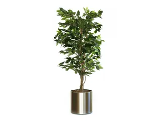 Ficus Benjamina Groen 210cm Exclusief Sierpot - 1