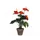 Vepa Bins Anthurium