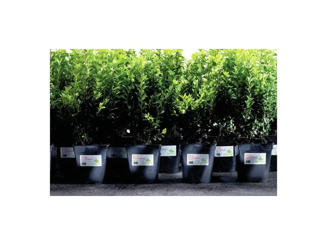 Weerbestendige etiketten Avery 63.5x38.1mm Polyester Wit 420 Stuks