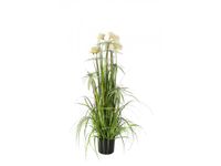 Pluimgras Pom Pom 120cm