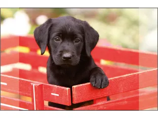 Bureauonderlegger Kangaro PP 38x58cm dessin Labrador Zwart - 1