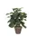 Kunstplant Mica Pilea in pot Ø11,5cm 35x25cm